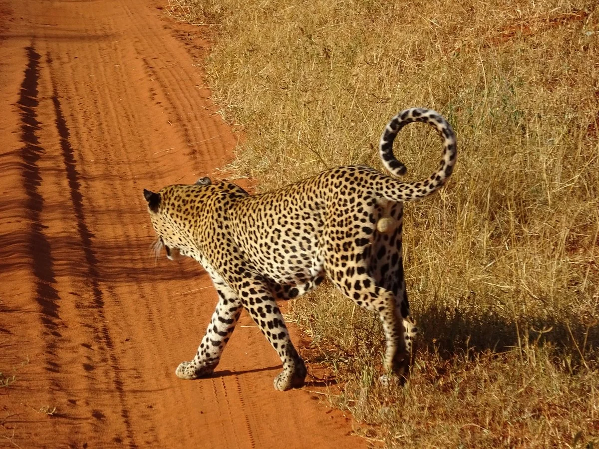 KT & Safaris