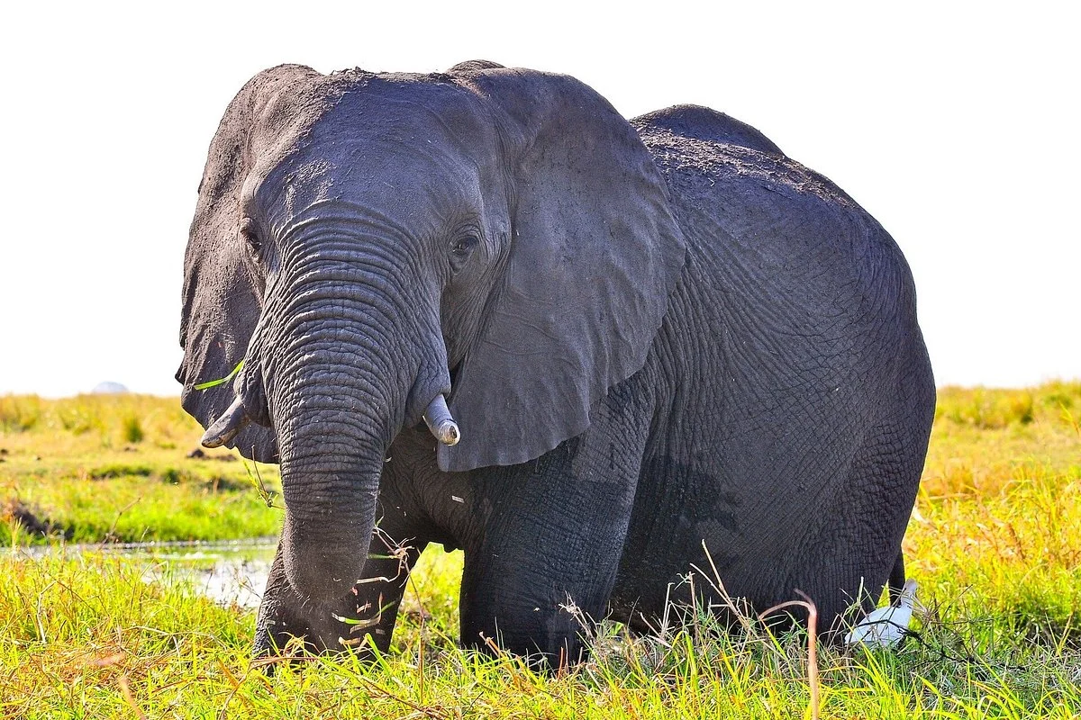 Big Five Tanzania Safaris