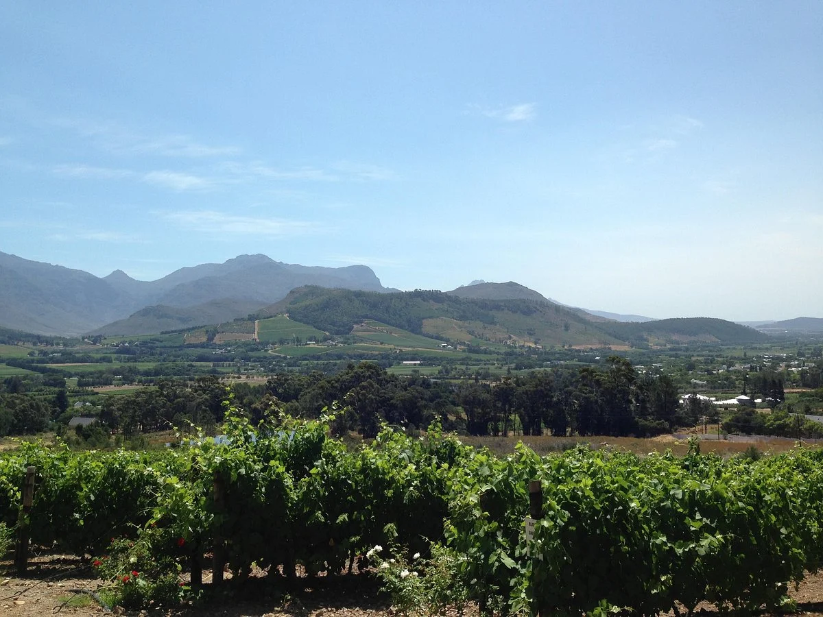 The Wine Specialists