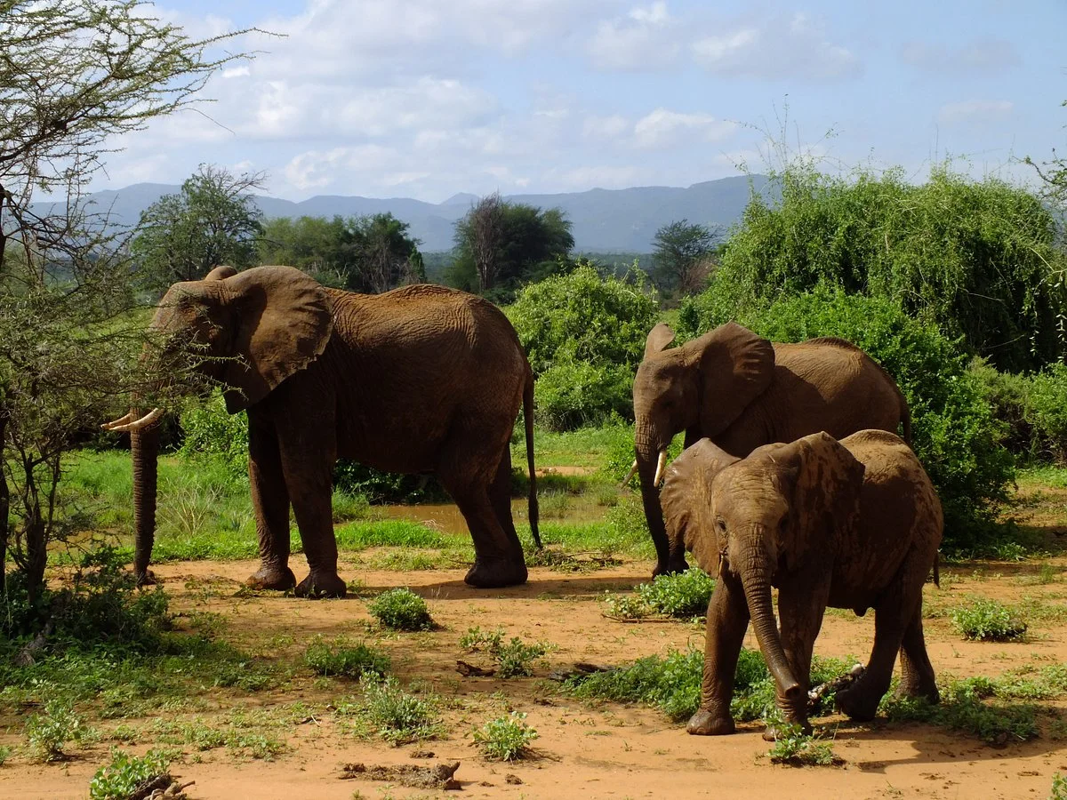 Tanke Tours & Safaris