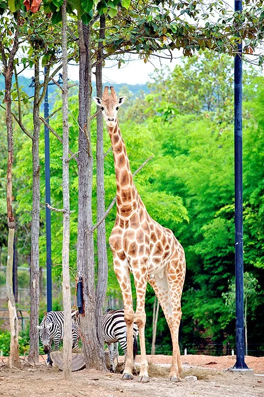 Chiang Mai Night Safari