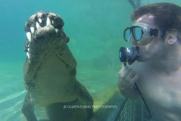 Crocodile Cage Diving