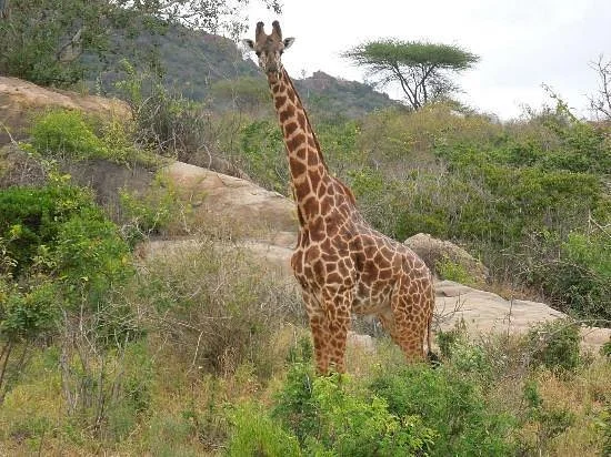 Wildlife Sun Safaris