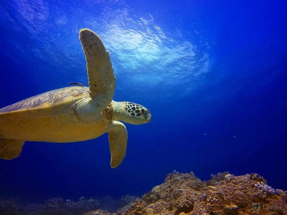 Blue Bay Divers Diving Centre