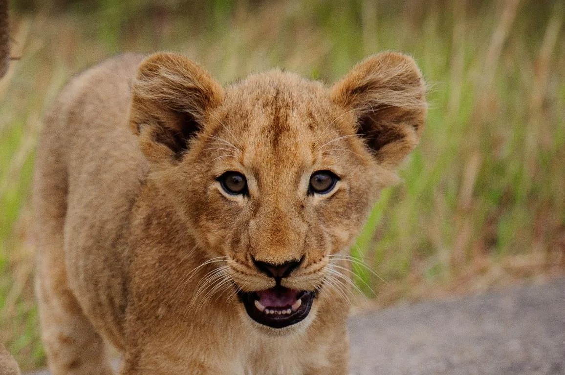 African Safari Adventures