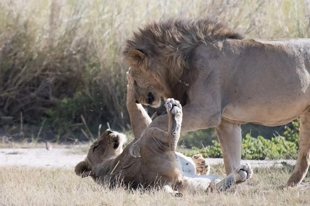 East African Exotic Safaris
