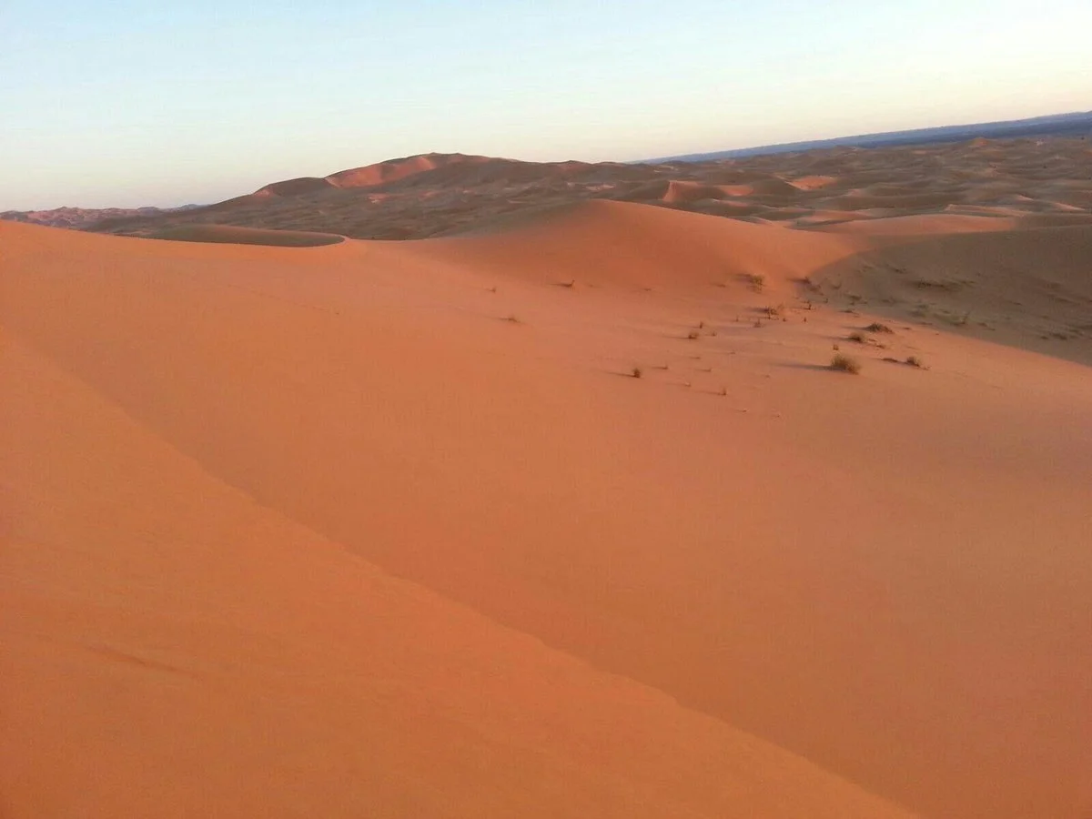 Camels House
