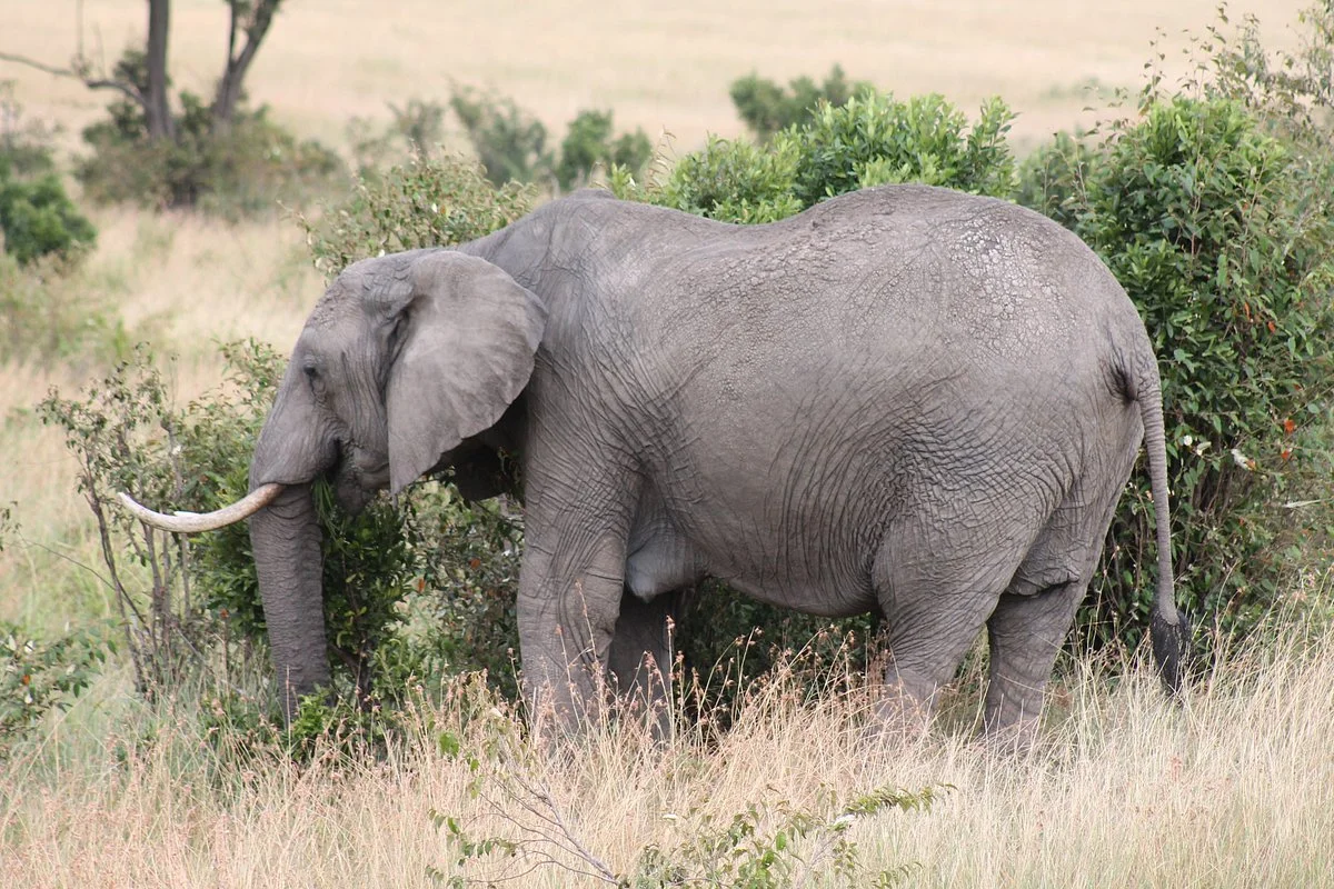 Kenya Safari Bookings