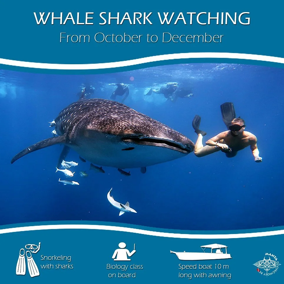Manta Diving