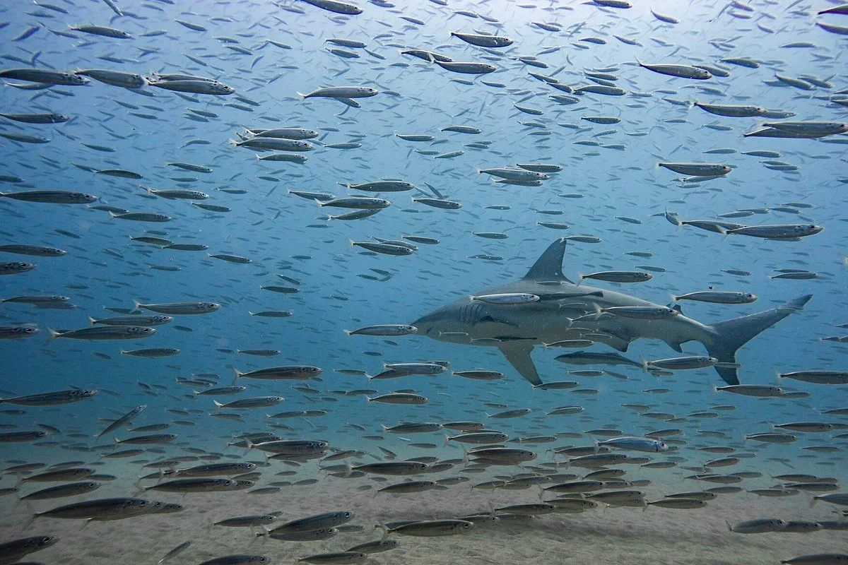 Gozo Azul Diving