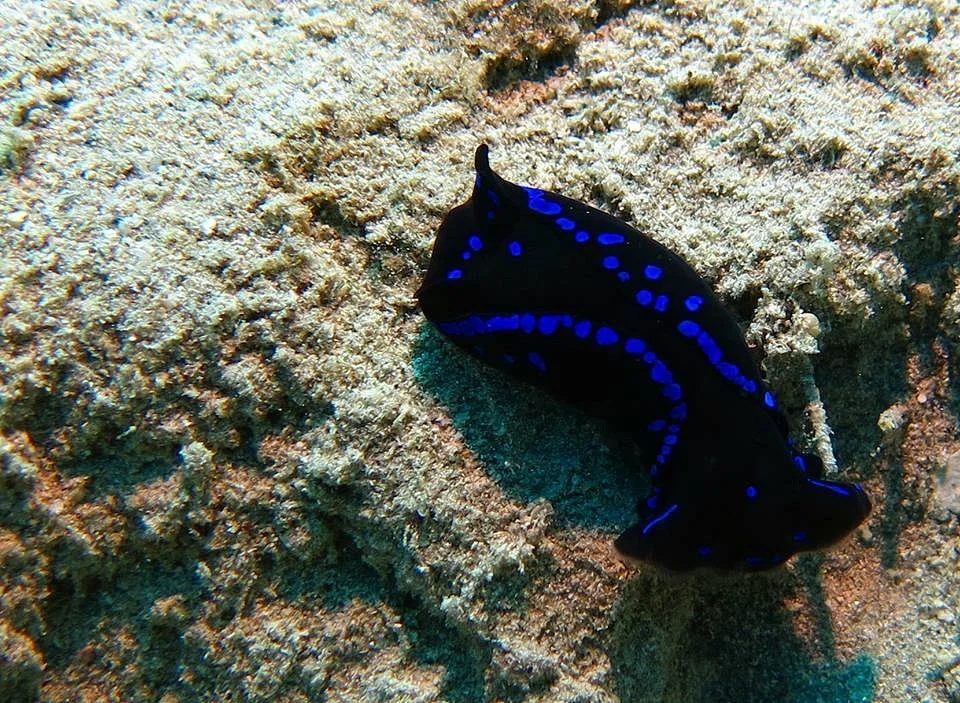 ORCA Dive Club Moreen Beach