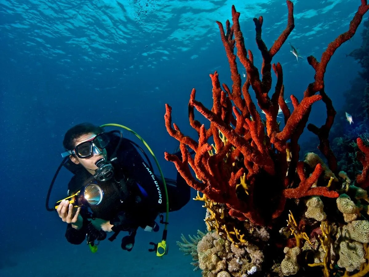 SUBEX Diving Center - Baron Palace
