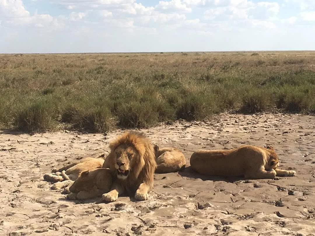 Leeu Tours and Safaris
