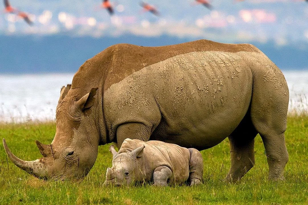 Unscripted safaris