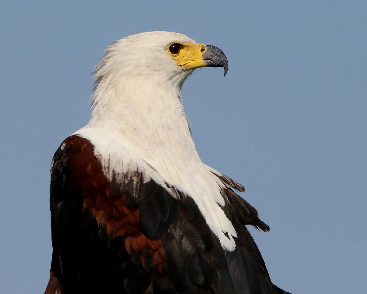 Birding and Educational Tours Rwanda