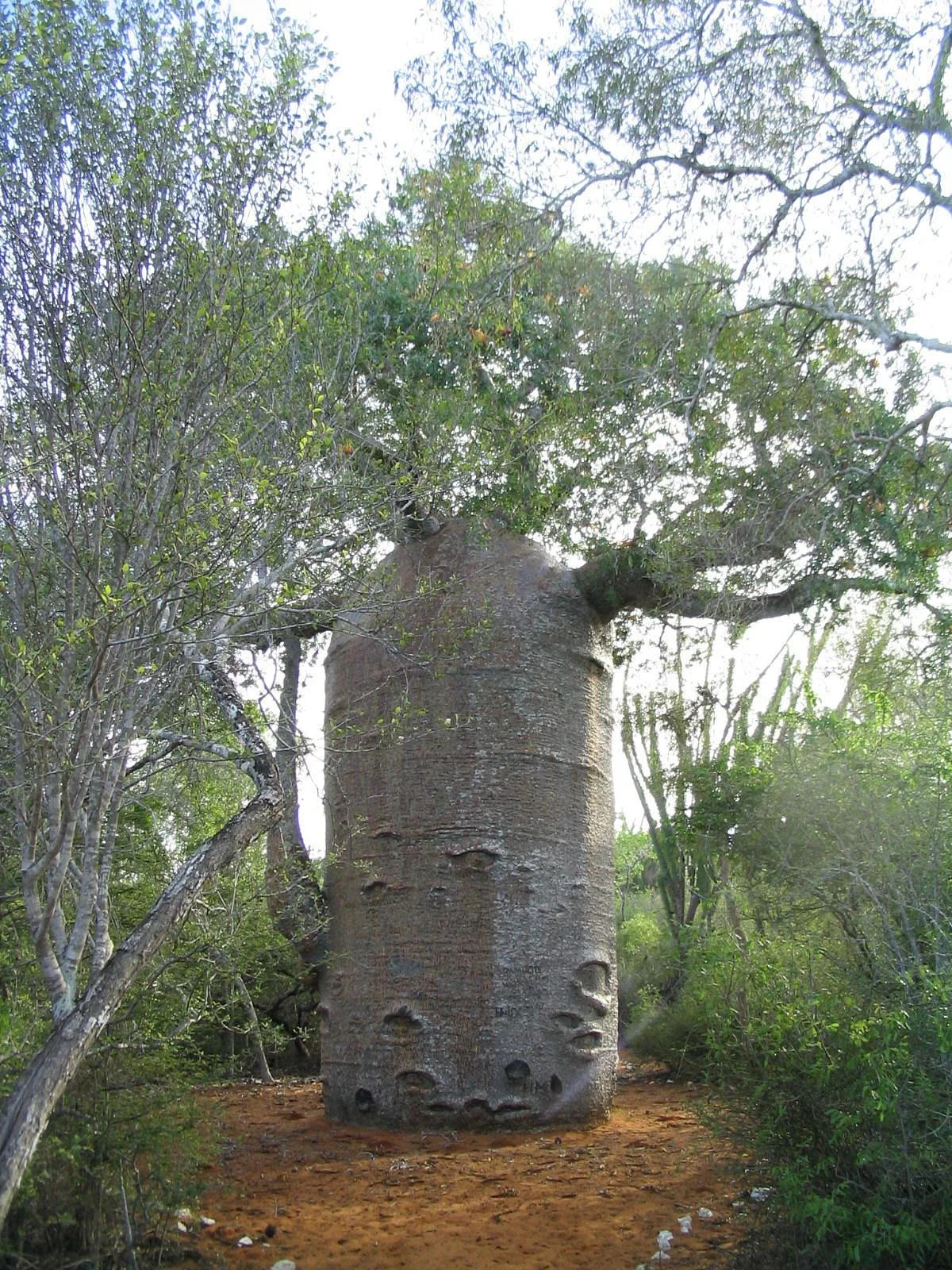 Reserve Reniala