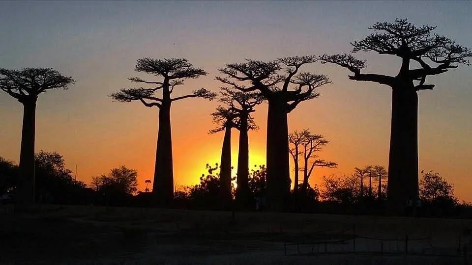Madagascar Green Tours