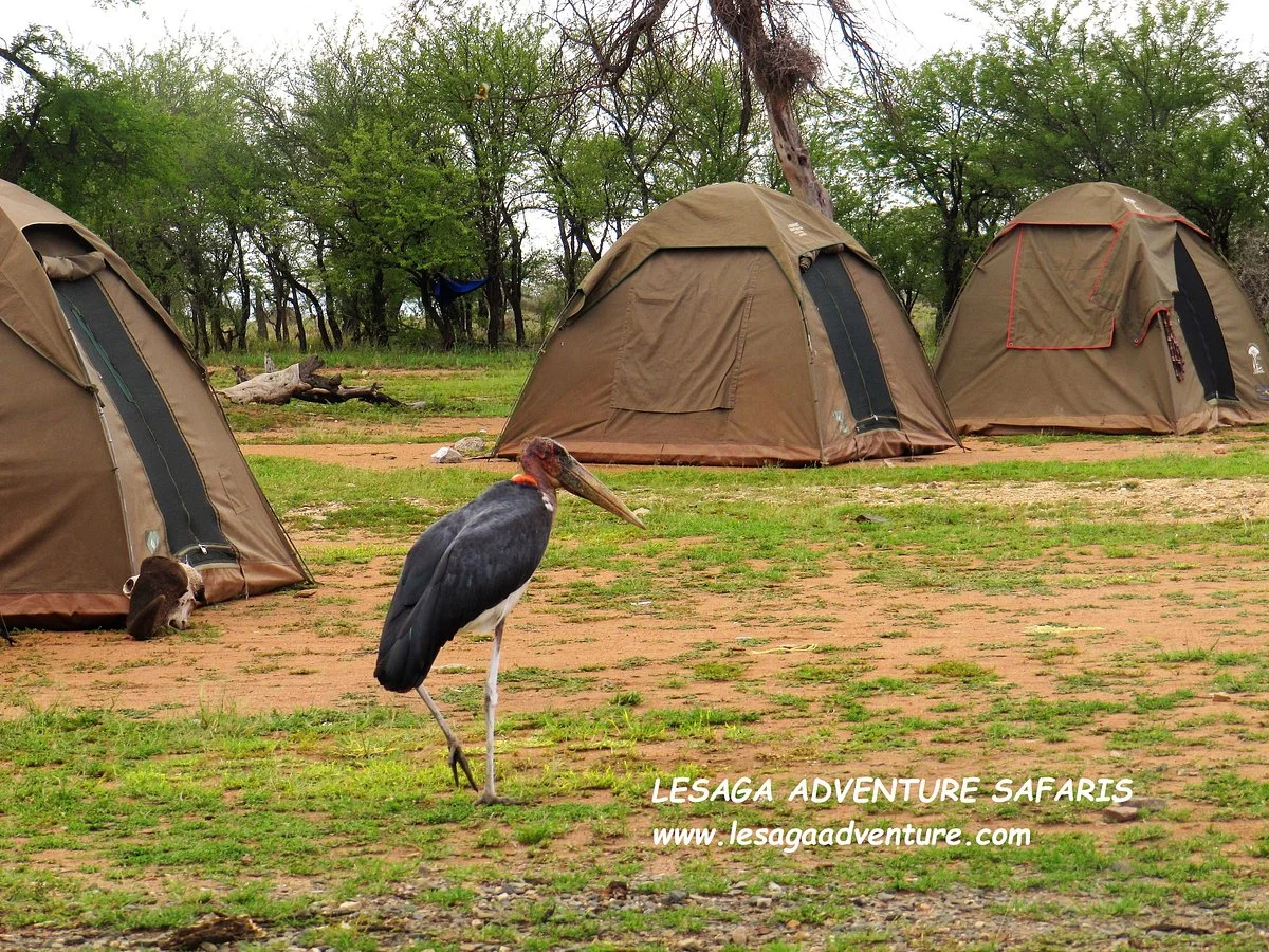 Lesaga Adventure Safaris