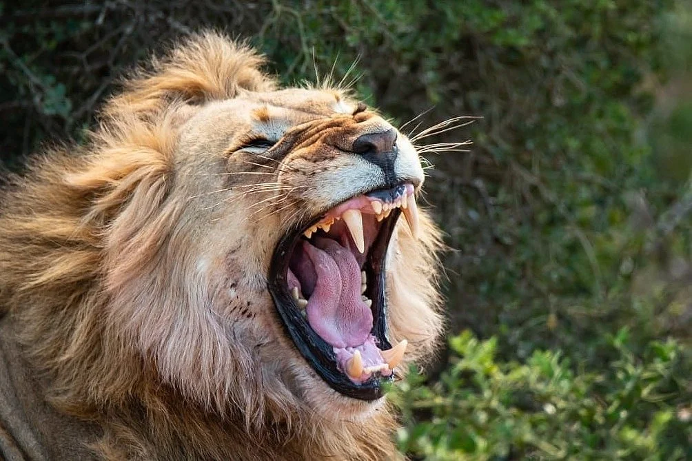 African Sightings Adventure Tours & Safaris