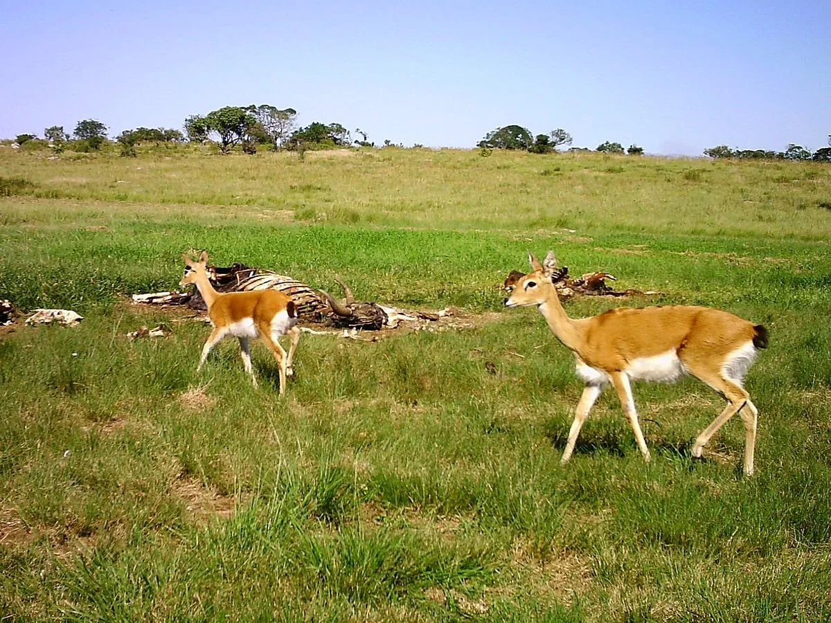 Oribi Vulture Viewing Hide