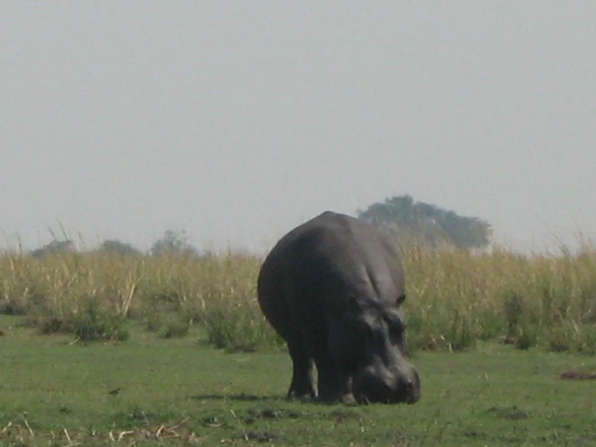 Chobe Day Trips