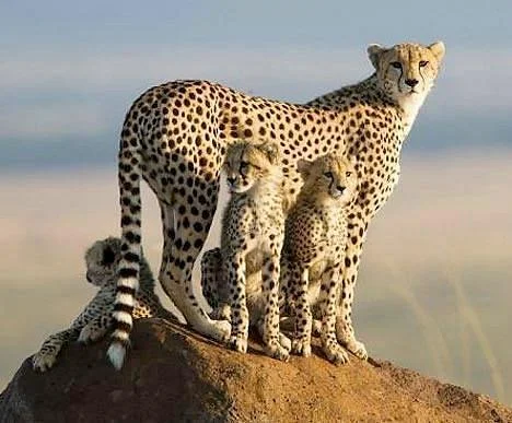 Lights on Africa Destinations & Safaris