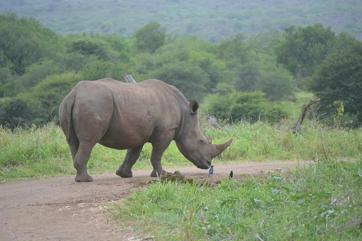 Monzi Safaris