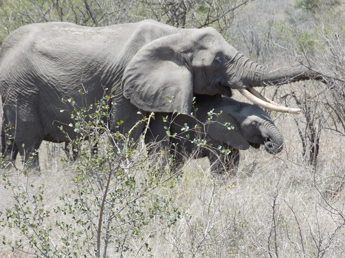 Mbombela Experience Tours and Safaris