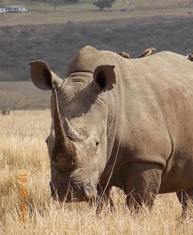 Afro Zulu Tours