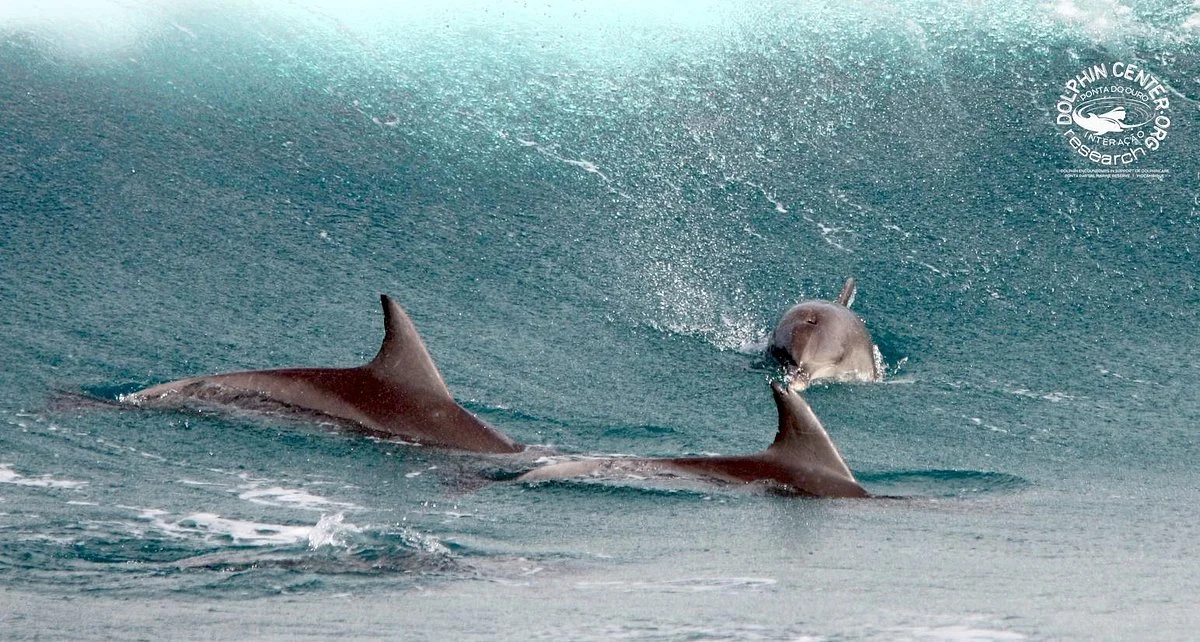 Dolphin Encountours Research Center
