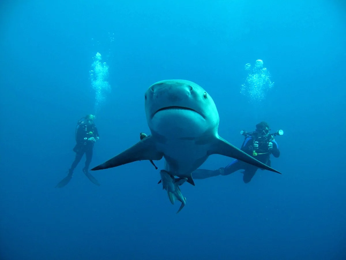 African Dive Adventures