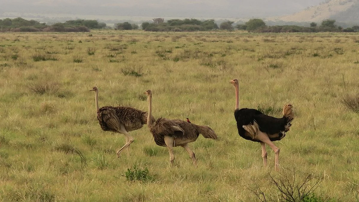 Zani Ethiopian Tours
