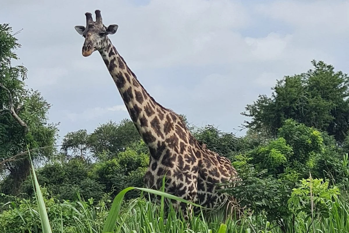 Genesis Tours & Safaris