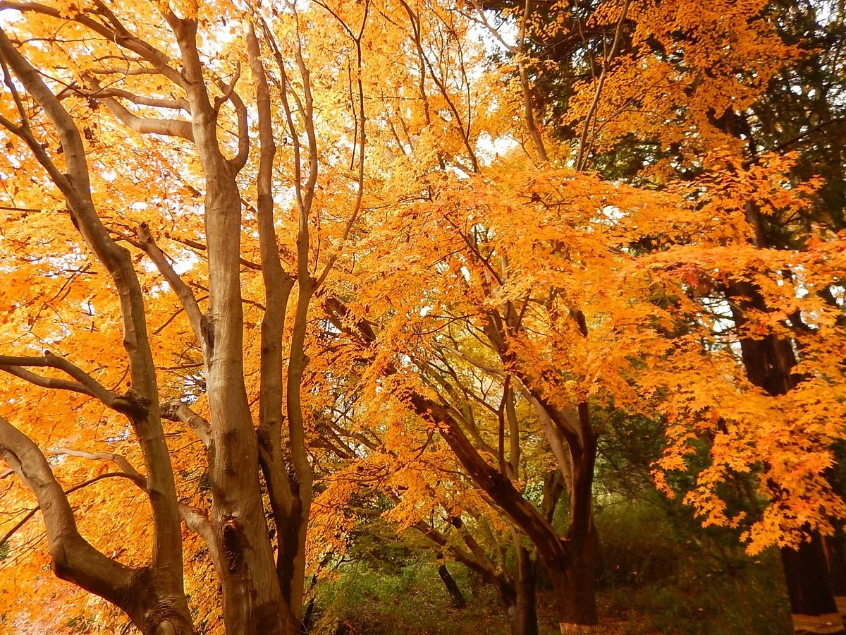 Oyamada Park