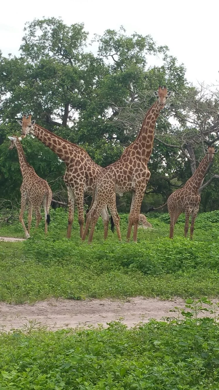 Gambia Friendly Tours