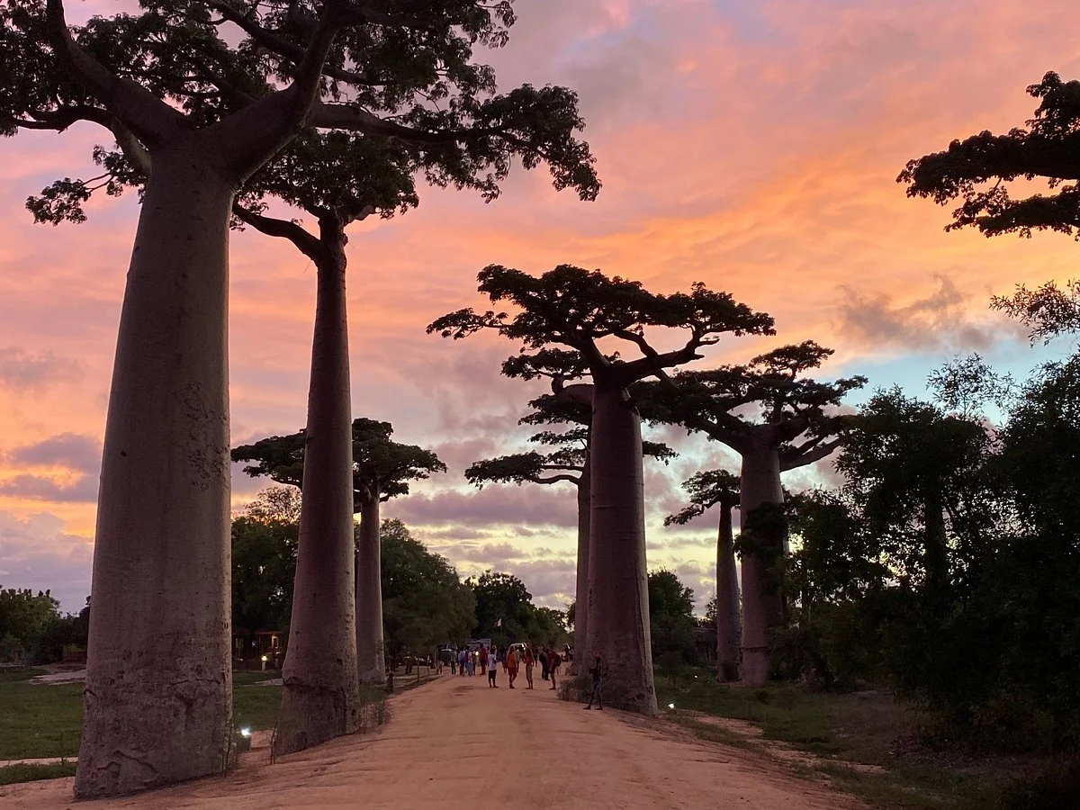 Madagascar Endemics & Resorts