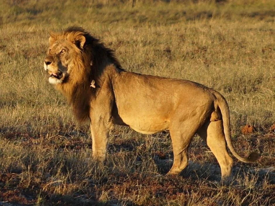 Glatt Safaris Kosher Tours & Wild Safaris