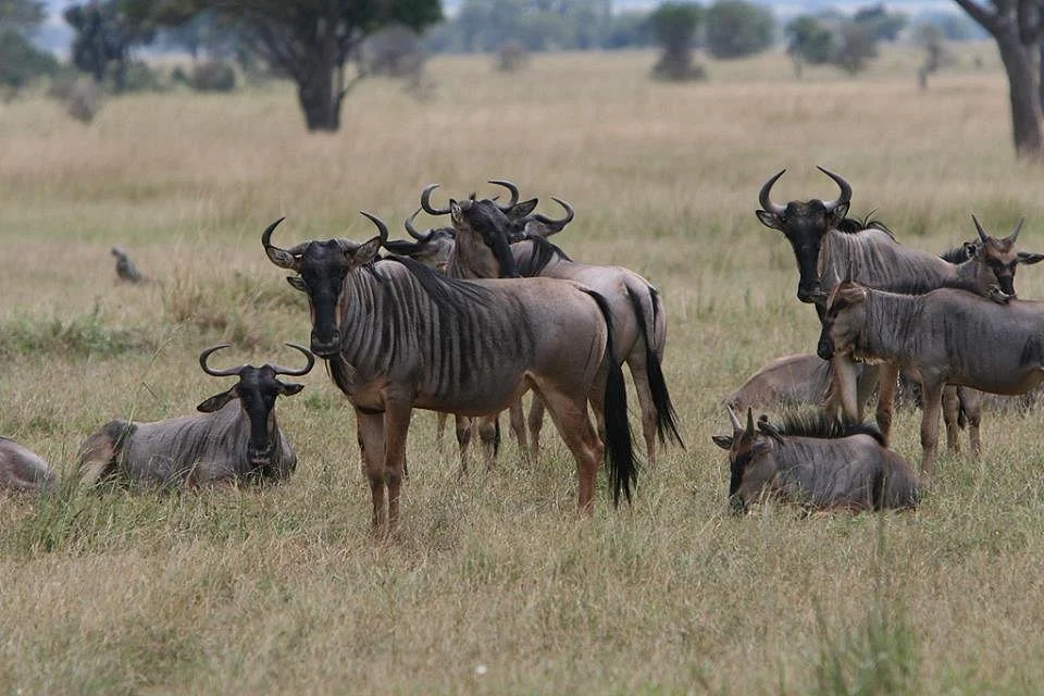 Usambara Expeditions