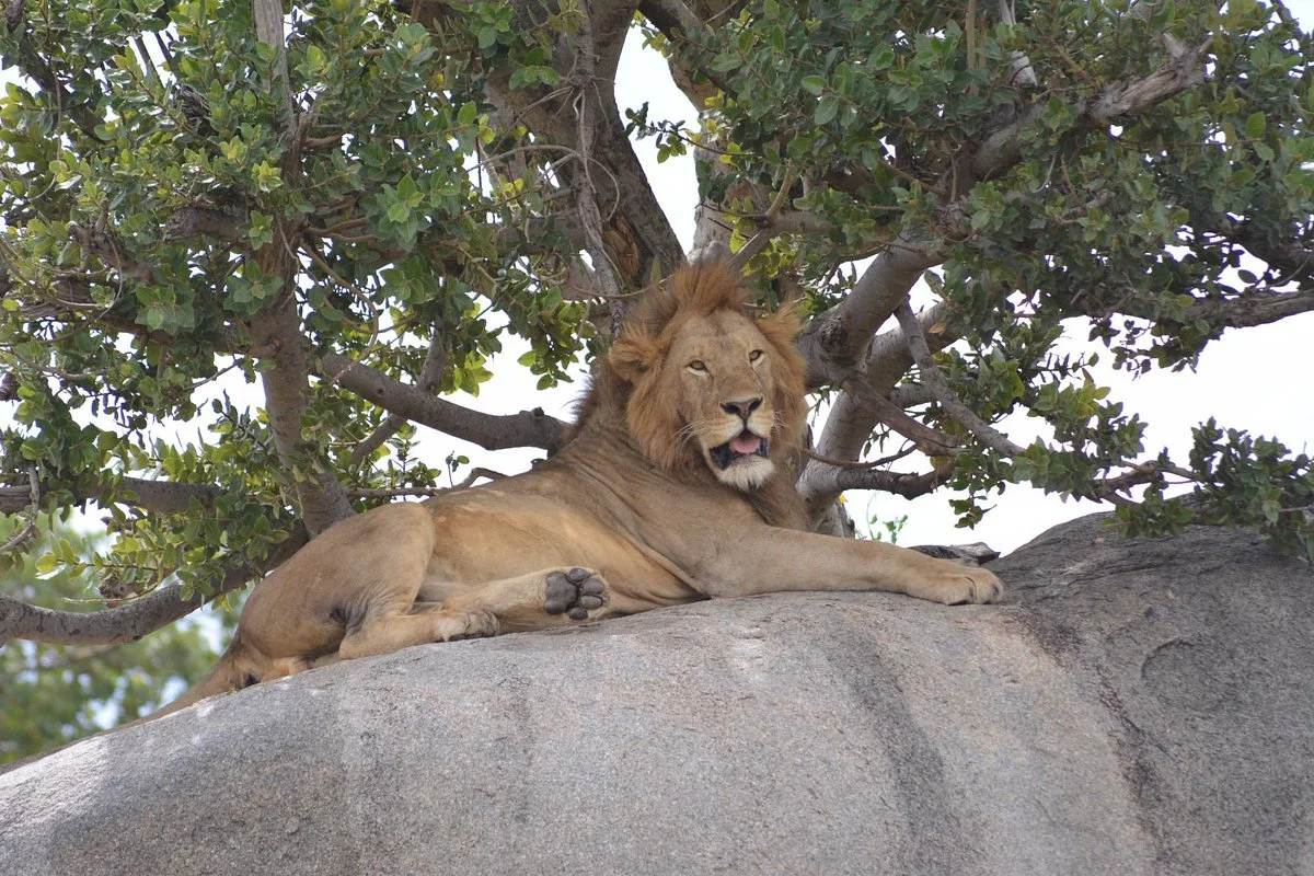 Kwetu Tanzania Eco-tourism & Safaris