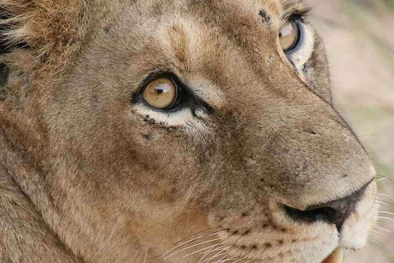 African Flame Safaris