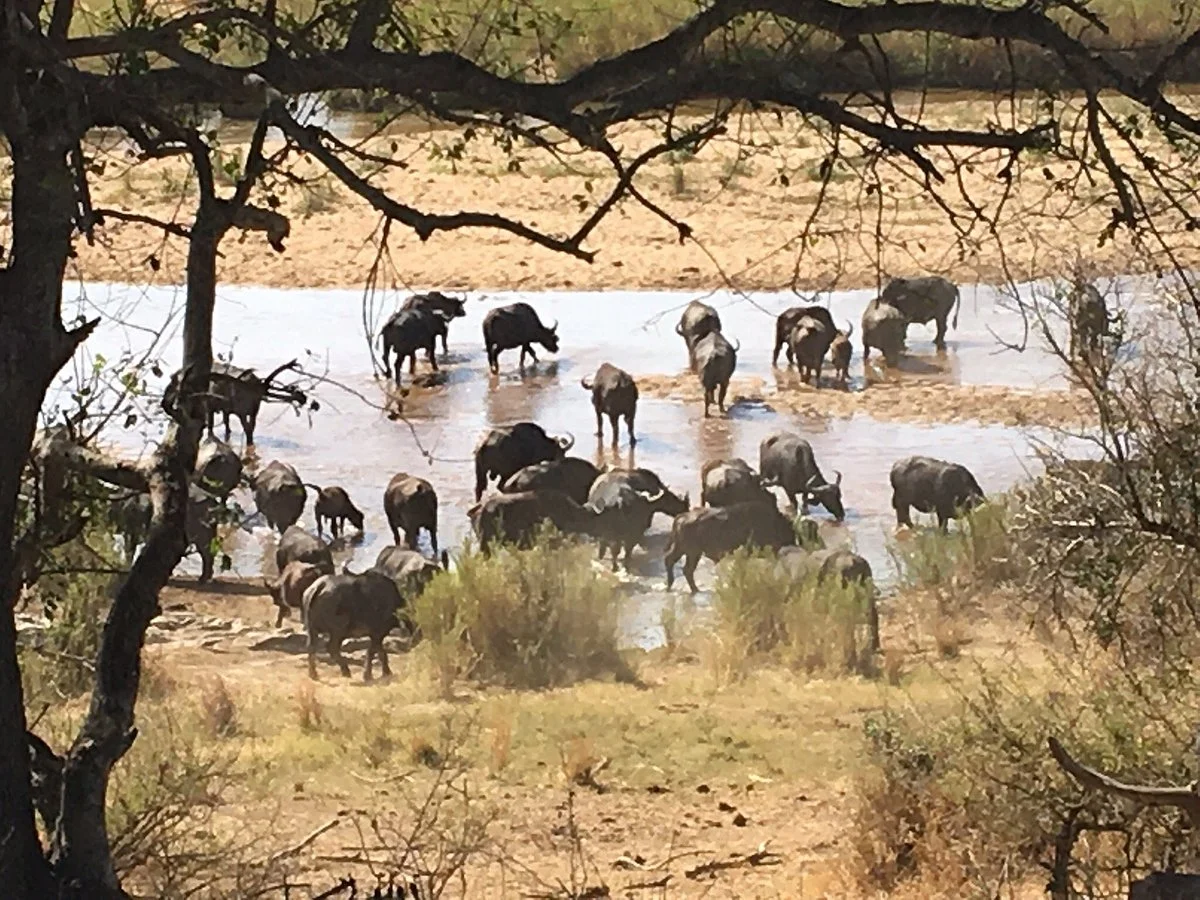 Kruger Adventure Safaris