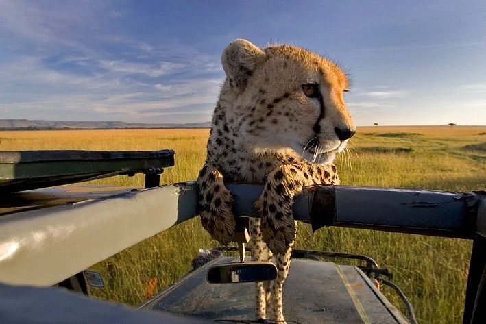 Expect In Africa Safari
