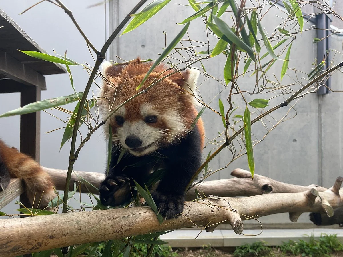 Tokuyama Zoo