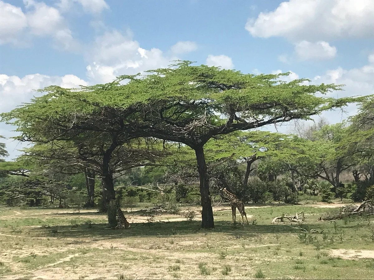Safari Unique Ltd