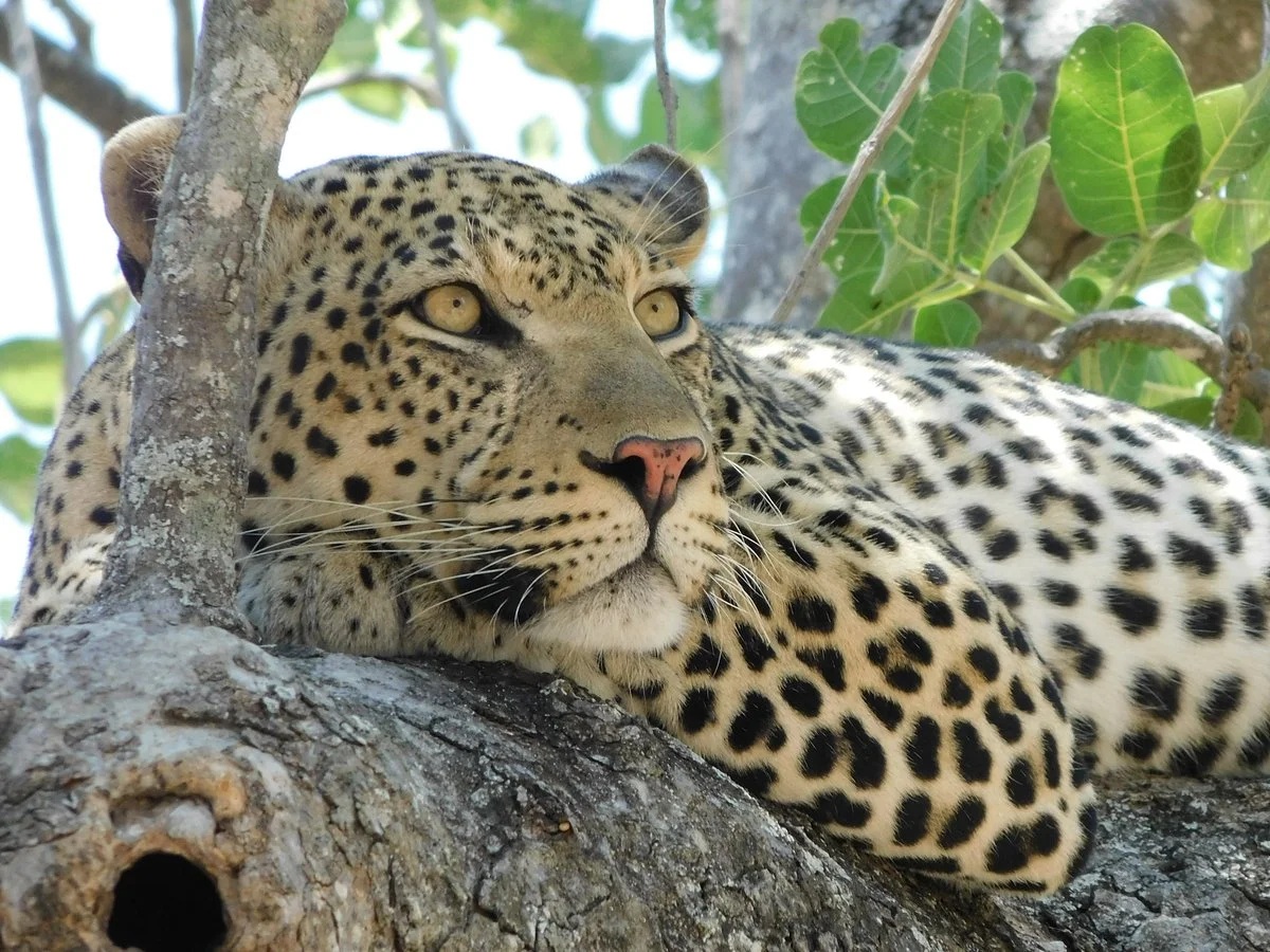 Kanuth Adventure Safaris