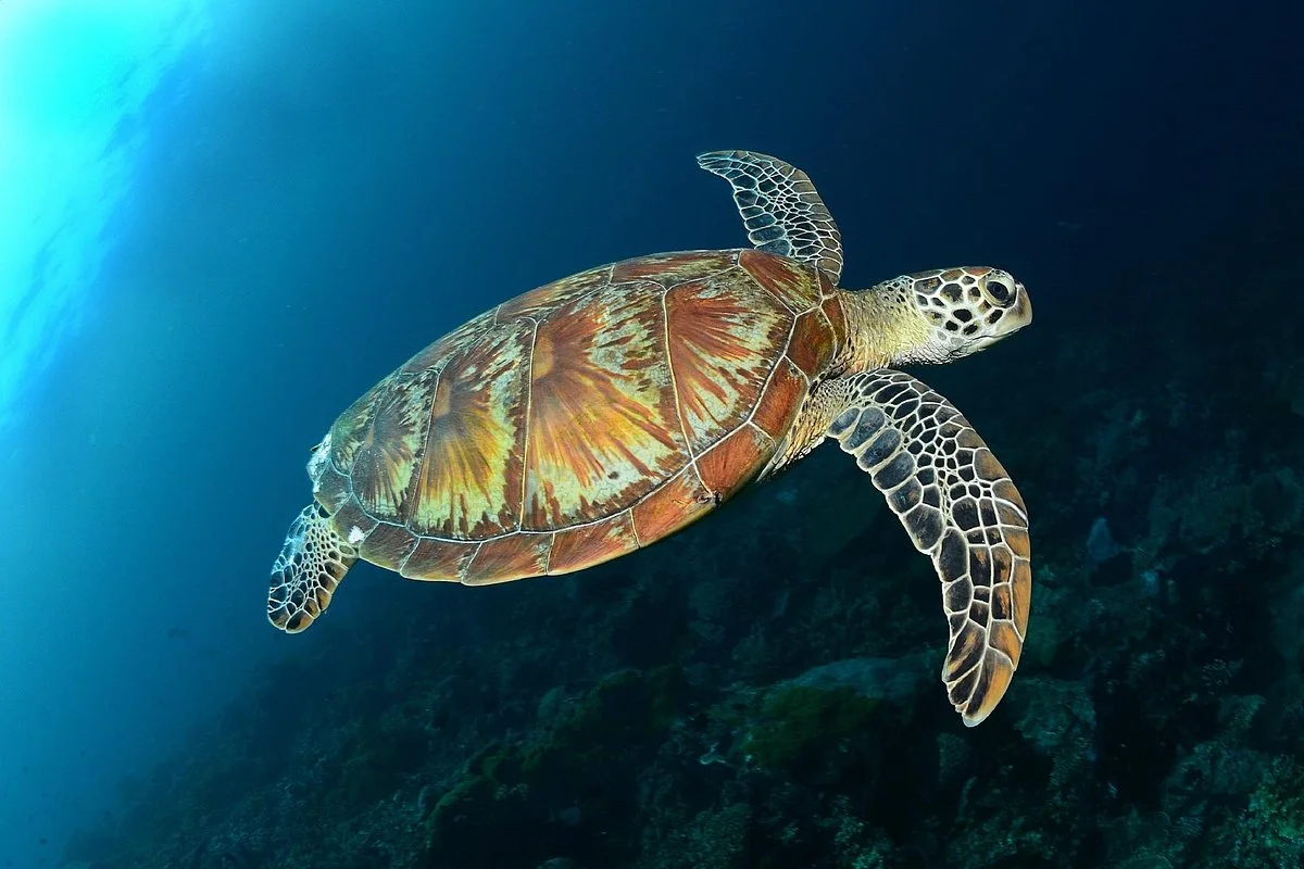 Madablu Dive in Madagascar