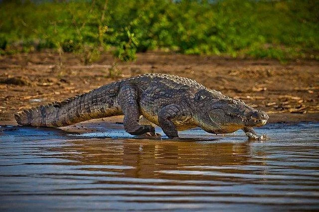 Gamo Travel Tours
