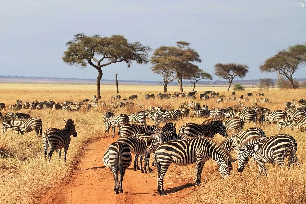 African Birdnest Safaris