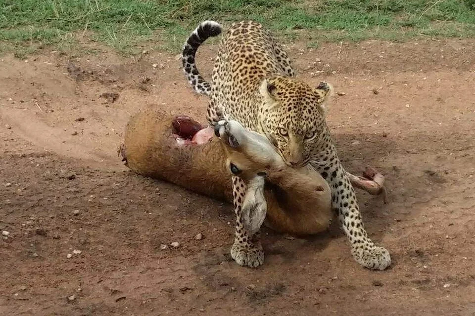 pazuri porini safaris