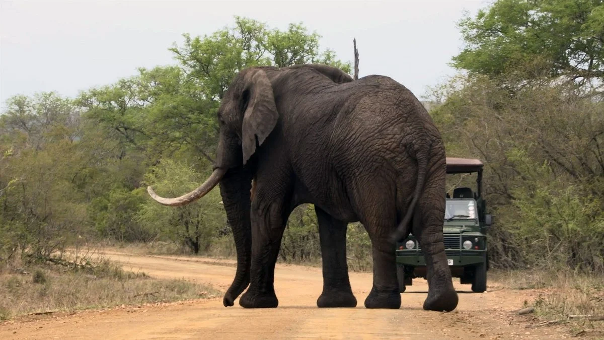 Kruger Park Tours - Kruger Game Drive